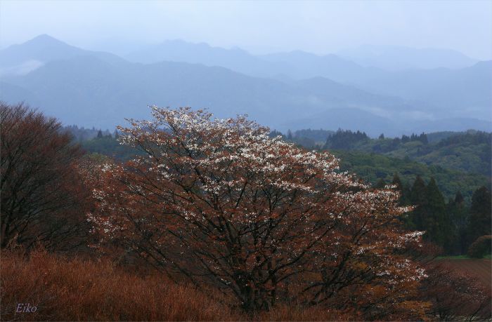 　雨の散歩道_c0347546_13442261.jpg