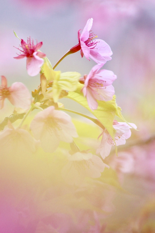 watashi iro_a0271251_15590597.jpg