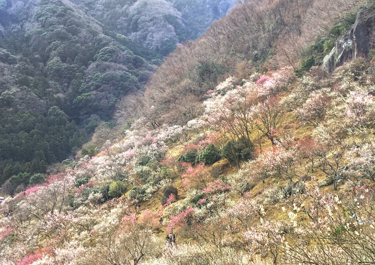 ume biyori_a0271251_17173465.jpg