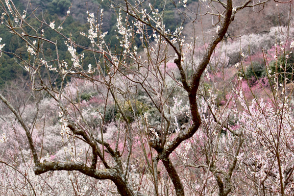 ume biyori_a0271251_18061767.jpg