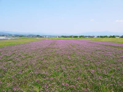 熊本県菊池市七城町『砂田のこだわりれんげ米』 頑固おやじから息子たちへ!今年も変わらぬ栽培方法(後編)_a0254656_17412270.jpg