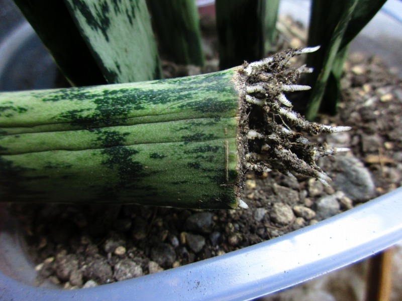 植物 サンスベリア発根確認 孤影悄然 植物 サンスベリア発根確認 孤影悄然