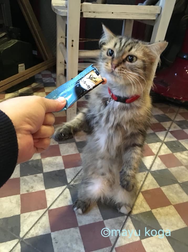 イスタンブールの猫カフェ『Cafe Naftalin K』の猫ちゃんにちゅーるをあげてみた！_e0255060_00045328.jpg