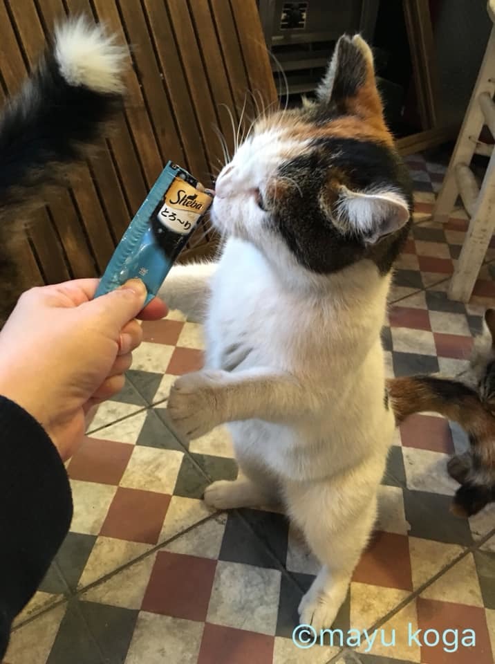 イスタンブールの猫カフェ『Cafe Naftalin K』の猫ちゃんにちゅーるをあげてみた！_e0255060_00054070.jpg