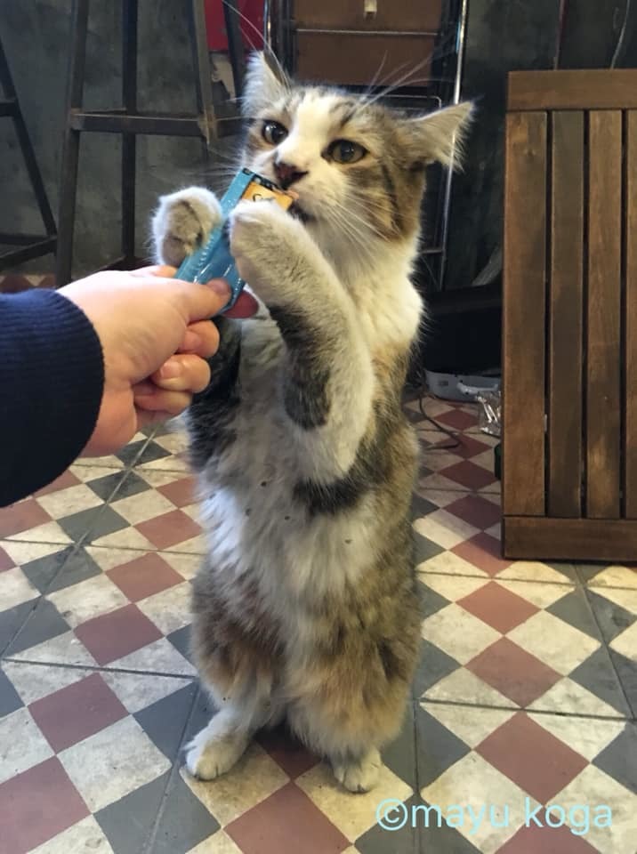 イスタンブールの猫カフェ『Cafe Naftalin K』の猫ちゃんにちゅーるをあげてみた！_e0255060_00065042.jpg