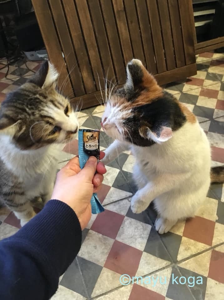 イスタンブールの猫カフェ『Cafe Naftalin K』の猫ちゃんにちゅーるをあげてみた！_e0255060_00071916.jpg