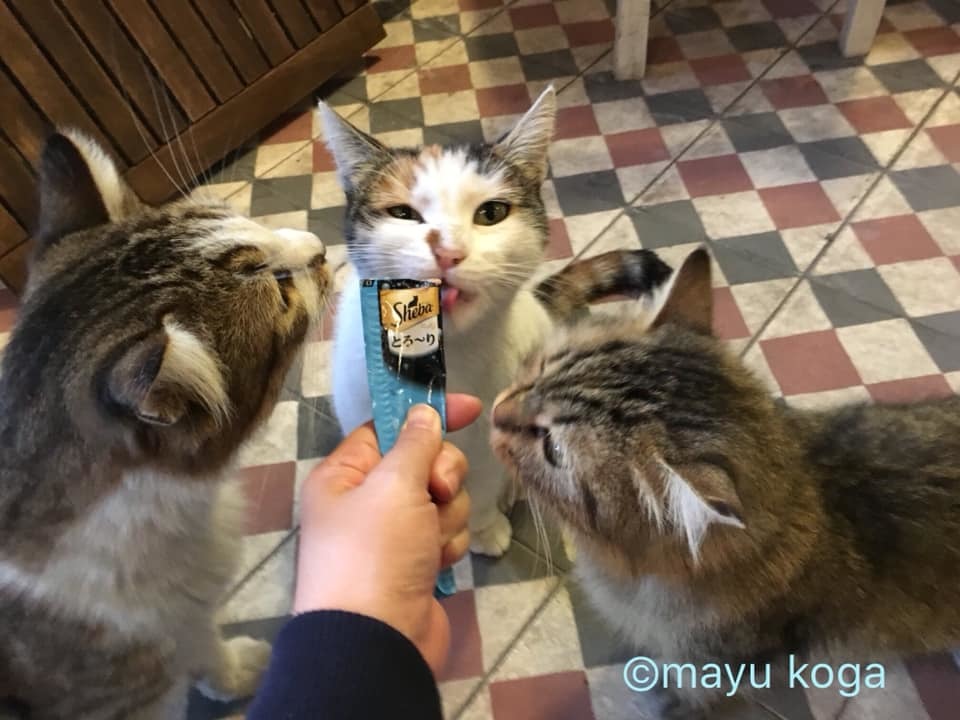 イスタンブールの猫カフェ『Cafe Naftalin K』の猫ちゃんにちゅーるをあげてみた！_e0255060_00075570.jpg