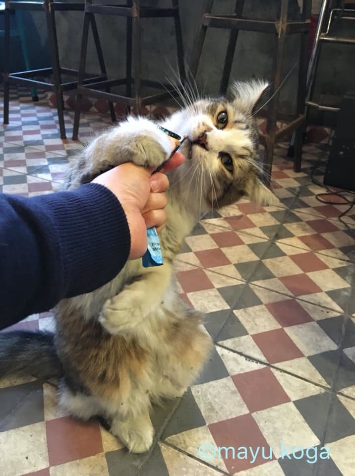 イスタンブールの猫カフェ『Cafe Naftalin K』の猫ちゃんにちゅーるをあげてみた！_e0255060_00090553.jpg