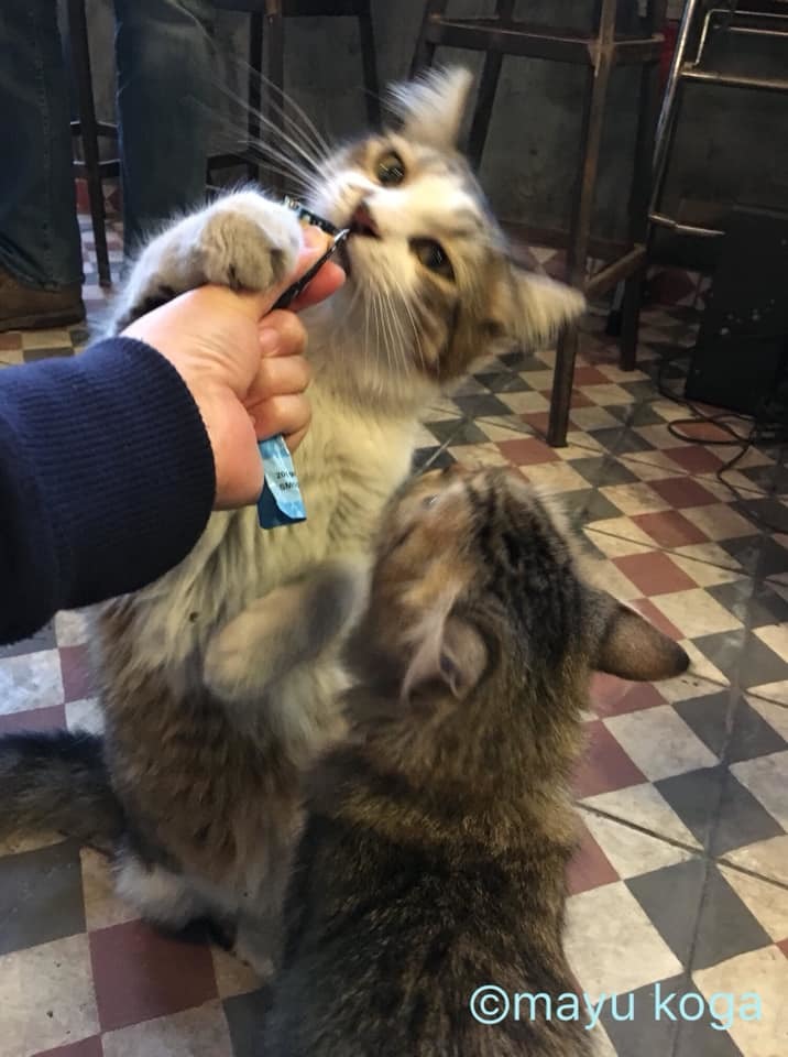 イスタンブールの猫カフェ『Cafe Naftalin K』の猫ちゃんにちゅーるをあげてみた！_e0255060_00093256.jpg