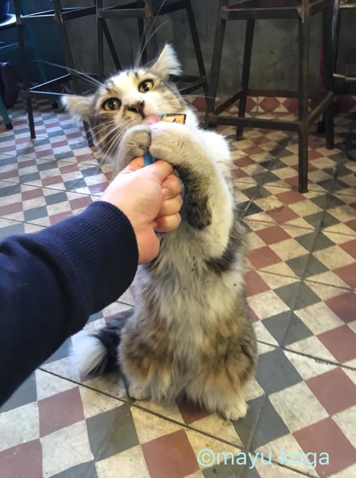 イスタンブールの猫カフェ『Cafe Naftalin K』の猫ちゃんにちゅーるをあげてみた！_e0255060_00095648.jpg