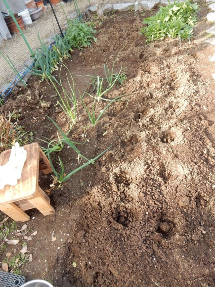 ’19,3,6(水)ジャガイモ植えと「風と共に去りぬ」_f0060461_10513429.jpg