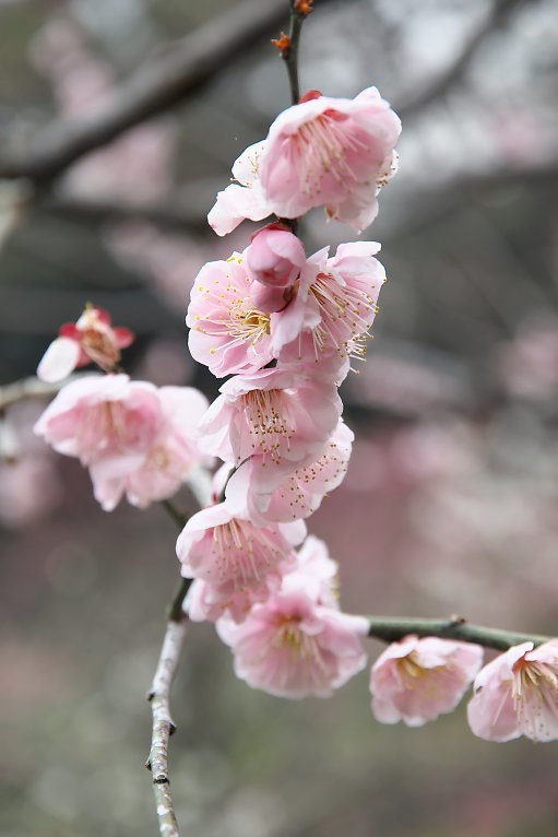 児童遊園地（３月６日）_c0057265_18592795.jpg