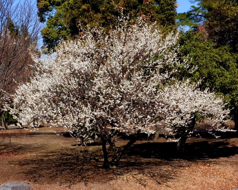 c0305565_17483946.jpg