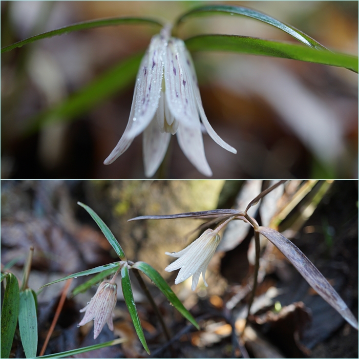 英彦山登山・・・早春の三花鑑賞。_f0016066_3591445.jpg