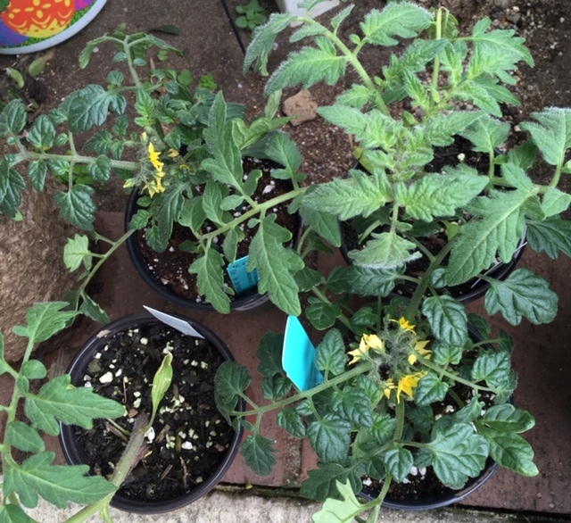 トマトマニア(Tomatomania)_e0350971_13131418.jpg
