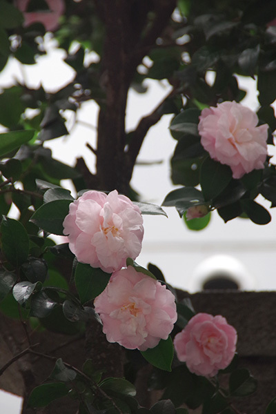 3月6日㈬の109前交差点_b0056983_16513119.jpg