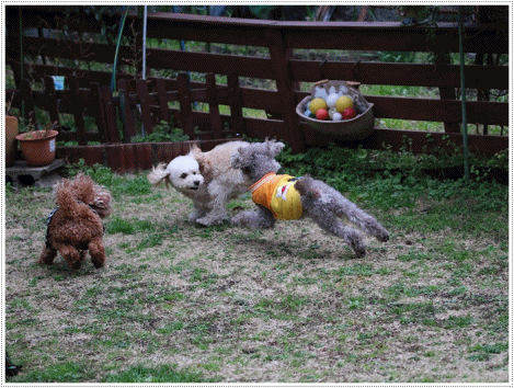b0175688_22535229.gif