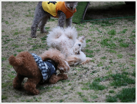 b0175688_23130518.gif