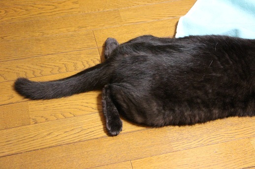 スタートが出遅れるD_a0333195_22135375.jpg