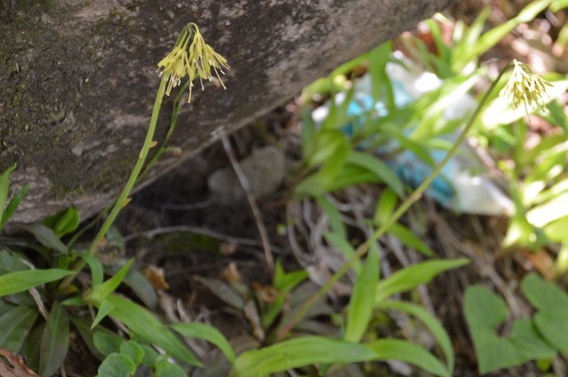 2015.04. 新潟 角田山_c0124100_15490779.jpg