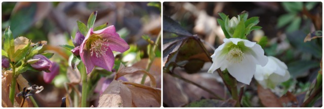 早春の花咲く三毳山へ_b0356401_23504274.jpg