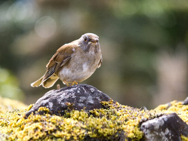 野鳥の来る庭_c0008502_16545622.jpg