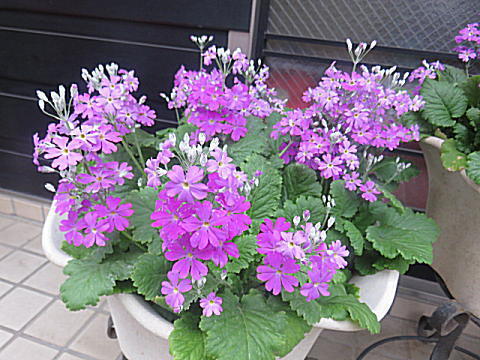 d0046702_07445723.jpg