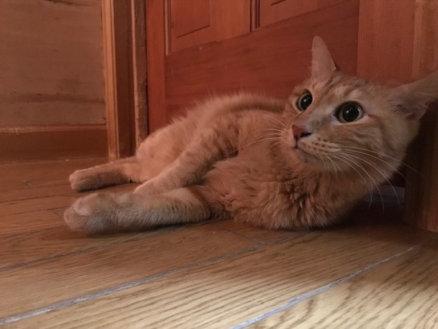 傍観者と…傍観猫…_f0242002_11111410.jpg