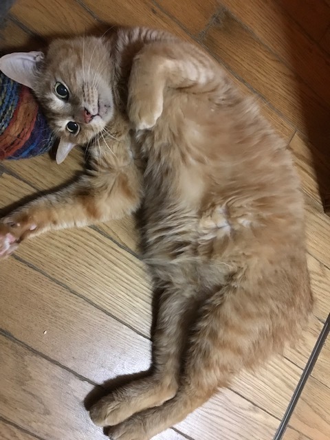 傍観者と…傍観猫…_f0242002_11112640.jpg