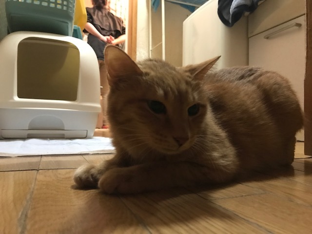 傍観者と…傍観猫…_f0242002_11113090.jpg