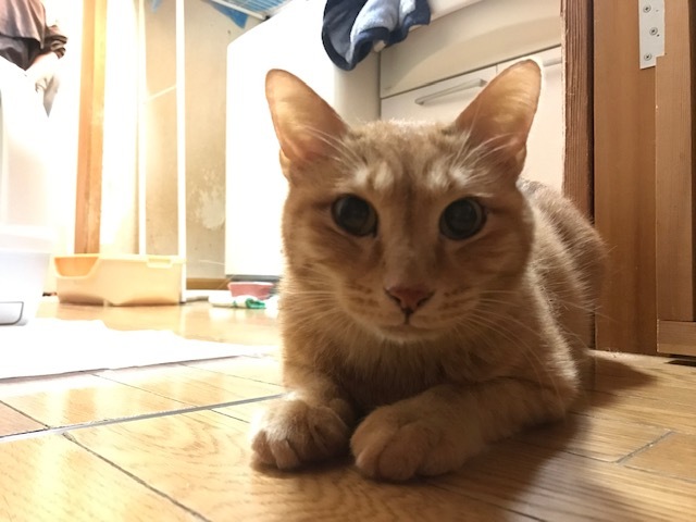 傍観者と…傍観猫…_f0242002_11113302.jpg