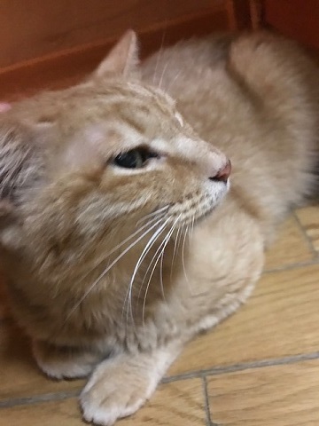 傍観者と…傍観猫…_f0242002_11113761.jpg