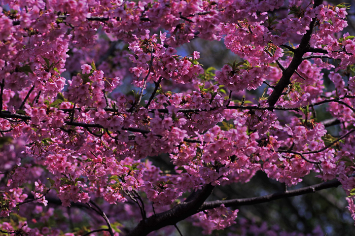 河津桜　モズ♀_b0151409_22033672.jpg