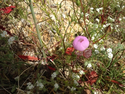 a0331910_07142881.jpeg