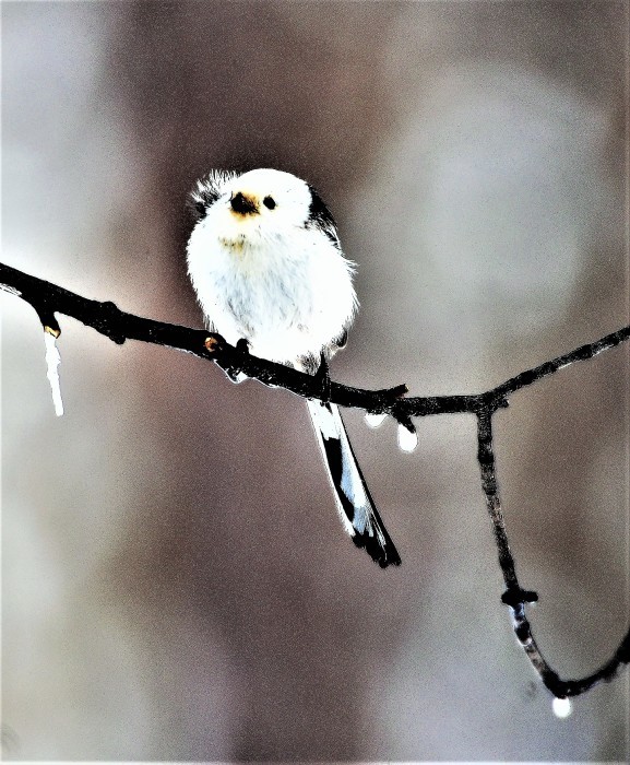 北の森からエゾリスと野鳥便り_d0098721_19595070.jpg