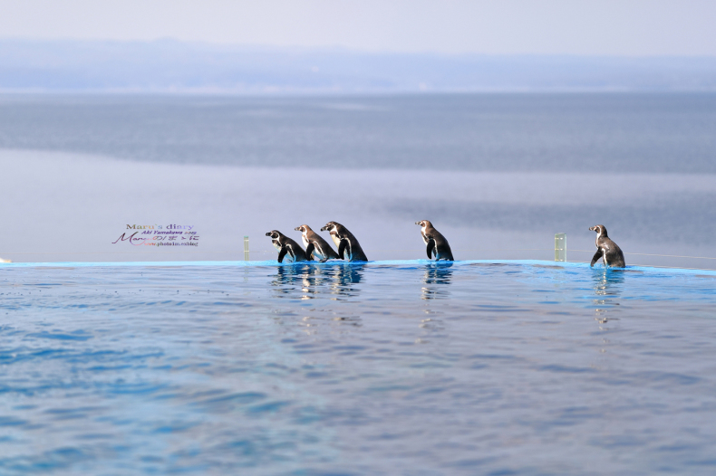 まゝに/のとじま水族館 Pt.2　ふわりぷかぷか_d0342426_19340967.jpg