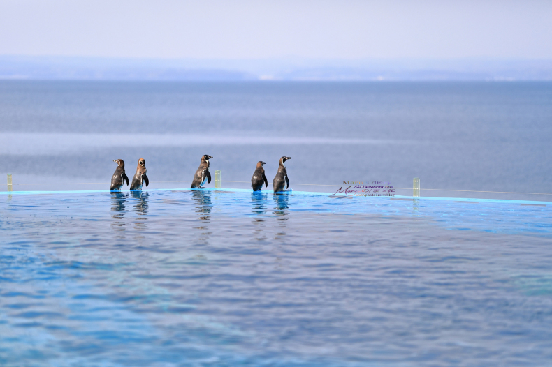 まゝに/のとじま水族館 Pt.2　ふわりぷかぷか_d0342426_19341027.jpg