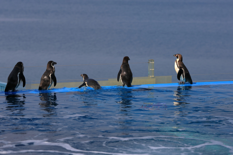 まゝに/のとじま水族館 Pt.2　ふわりぷかぷか_d0342426_19380414.jpg