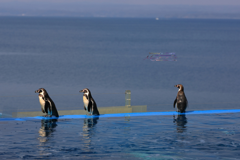 まゝに/のとじま水族館 Pt.2　ふわりぷかぷか_d0342426_19380581.jpg