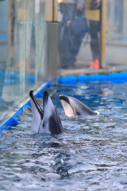 まゝに/のとじま水族館 Pt.2　ふわりぷかぷか_d0342426_19405096.jpg