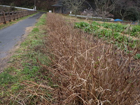 今日も雨。でもさえずりが、、。_a0123836_17031098.jpg