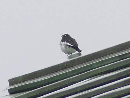 今日も雨。でもさえずりが、、。_a0123836_17032067.jpg