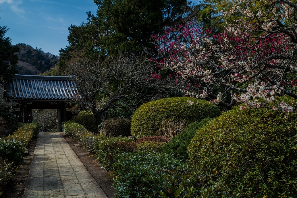 鎌倉~金沢街道・浄妙寺_e0363038_11132407.jpg