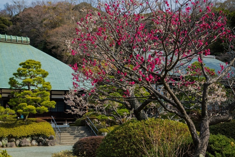 鎌倉~金沢街道・浄妙寺_e0363038_11133419.jpg