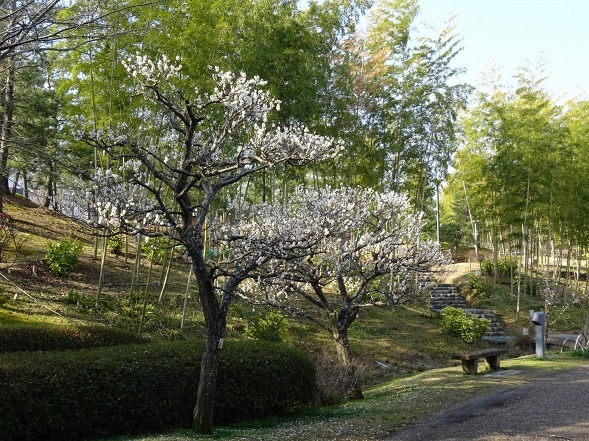 けいはんな記念公園・水景園の梅_b0299042_20182362.jpg