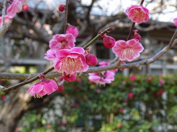 けいはんな記念公園・水景園の梅_b0299042_20183987.jpg