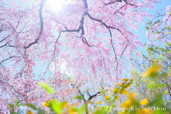 2019年4月10日(水)・11(木)京都 原谷苑 桜フォトツアー_b0167345_16501929.jpg