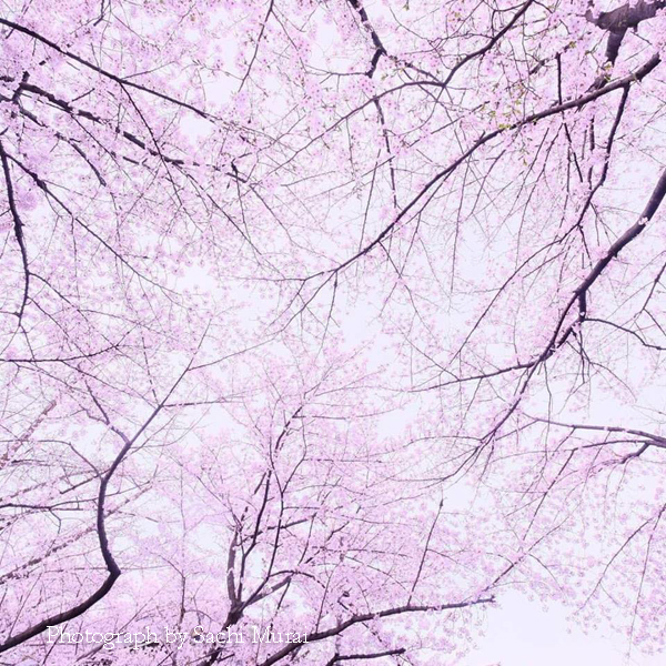 2019年4月10日（水）・11（木）京都　原谷苑　桜フォトツアー_b0167345_16503820.jpg