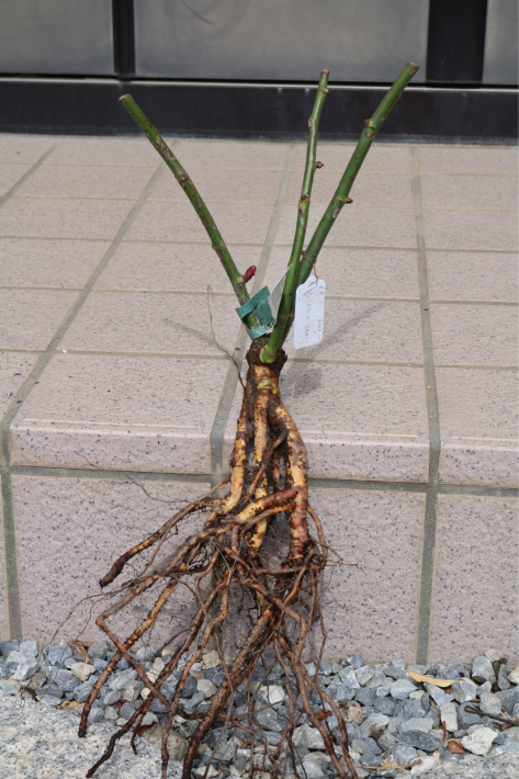 ようこそ我が家へ バラ苗植え付け地植え編 My Small Garden Sugar Plum ようこそ我が家へ バラ苗植え付け地植え編 My Small Garden Sugar Plum