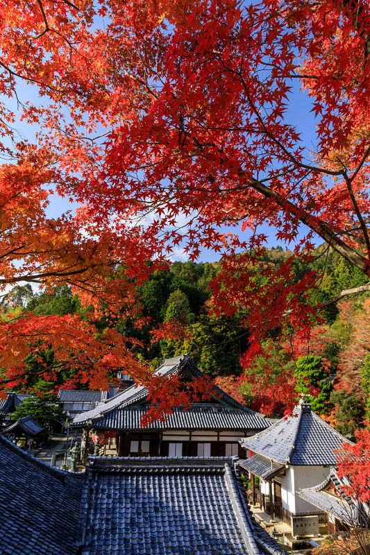 京の紅葉2018　散り紅葉の柳谷観音（楊谷寺）_f0155048_22412918.jpg